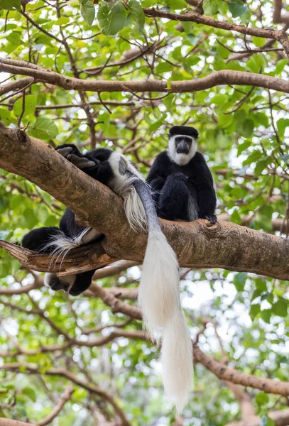 Чорно Біла Мавпа Мантія Guereza Colobus Guereza Природному Середовищі Біля — стокове фото