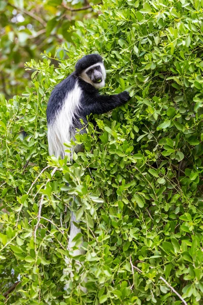 Macaco Preto Branco Guereza Colobus Guereza Habitat Natural Perto Lago — Fotografia de Stock