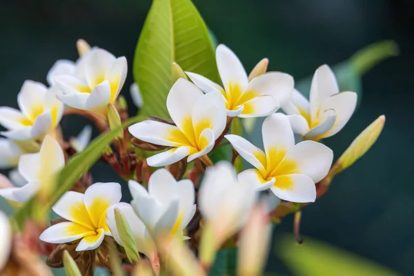 Weiße Plumeria Blume Mit Seichtem Fokus Naturgarten Nicht Einheimische Aber — Stockfoto