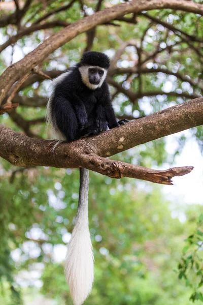 Macaco Preto Branco Jovem Guereza Colobus Guereza Habitat Natural Perto — Fotografia de Stock