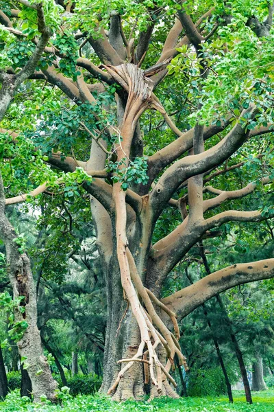 市内公園で太い幹を持つ雄大な緑のエーテルの木 Hawassa エチオピアの荒野 — ストック写真