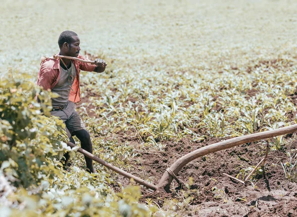 에티오피아 2019 에티오피아 농부가 전통적으로 사용하던 원시적 목재용 쟁기로 경작하고 — 스톡 사진