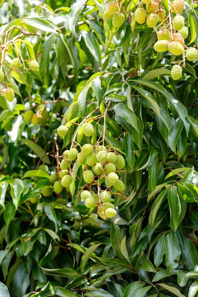 Verde Fruta Exótica Inmadura Lychee Litchi Árbol Masoala Madagascar — Foto de Stock