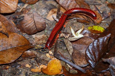 Madagaskar Ateş Kırkayağı, Başkan. Masoala 'da Aphistogoniulus Corallipes, Madagaskar vahşi yaşamı, Afrika