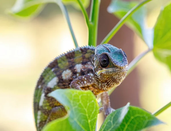 Endemic Lizard Panther Chameleon Furcifer Pardalis Rainforest Masoala Toamasina Province — Stock Photo, Image