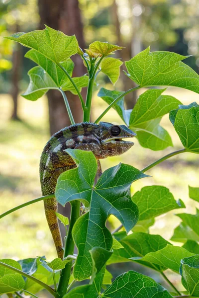Endemiska Ödlan Panther Chameleon Furcifer Pardalis Regnskog Masoala Toamasinaprovinsen Madagaskar — Stockfoto