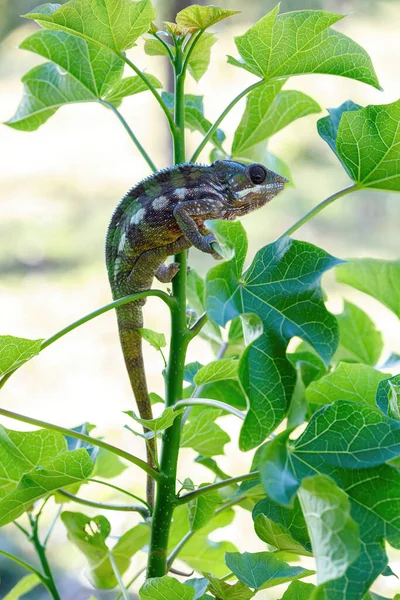 Эндемичная Ящерица Panther Chameleon Furcifer Pardalis Тропических Лесах Мазоалы Провинция — стоковое фото