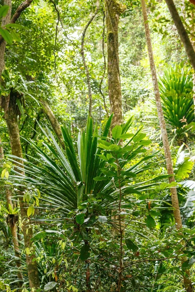 Foresta Pluviale Giungla Del Parco Nazionale Masoala Madagascar Fitto Bosco — Foto Stock