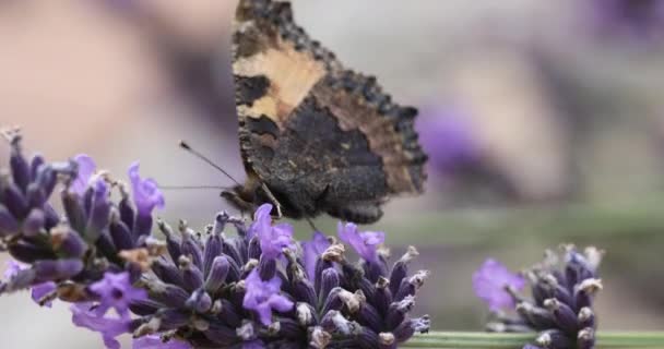 Želvovinový motýl na levanduli — Stock video