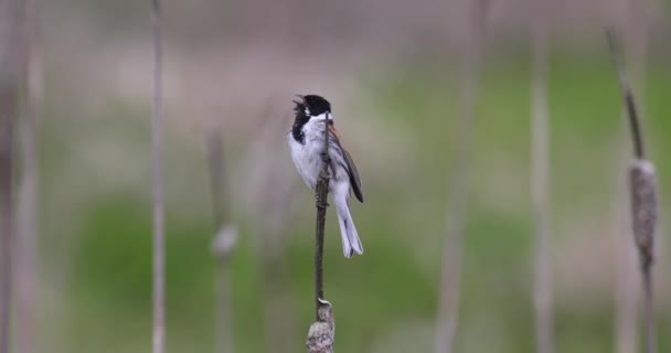 Common reed bunting female on the branch — стоковое видео