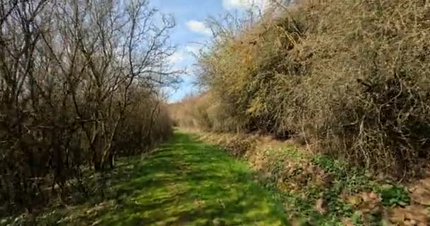 Camminando in un vicolo di cespugli in un paesaggio innevato — Video Stock