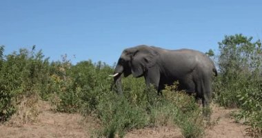 Chobe 'daki Afrika Fili, Botsvana safarisi