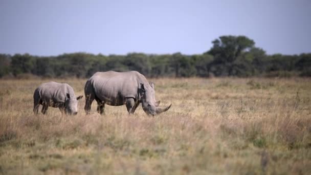 Baby of white rhinoceros Botswana, Africa — Stock Video