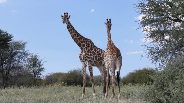 Südafrikanische Giraffe Chobe, Botswana Safari — Stockvideo