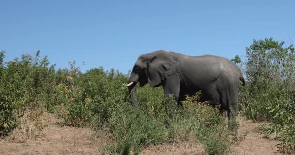 Afrikaanse olifant in Chobe, Botswana safari fauna — Stockvideo