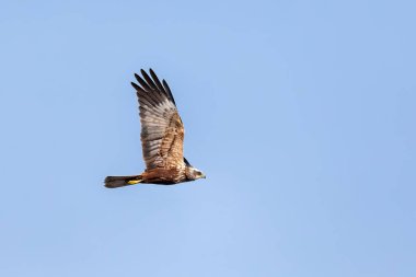 Marsh Harrier, Circus aeruginosus, mavi gökyüzüne inen yırtıcı kuşlar. Çek Cumhuriyeti, Avrupa Vahşi Yaşam
