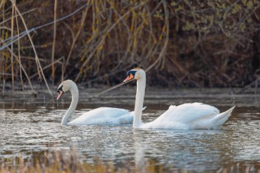 Vahşi kuş dilsiz kuğu çifti (Cygnus olor) baharda Çek Cumhuriyeti Avrupa 'nın vahşi doğasında gölette yüzerler.