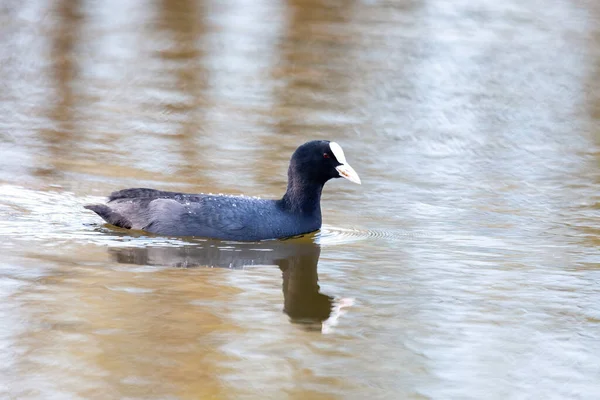 Water Bird Eurasian Coot Fulica Atra Pond Czech Republic Europe — Stock Photo, Image