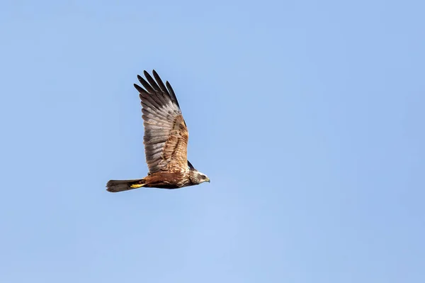 Marsh Harrier Circus Aeruginosus Birds Prey Landing Blue Sky Czech — Stock Photo, Image