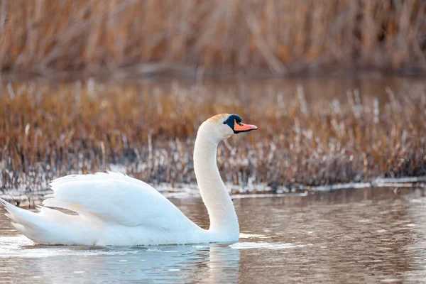 Wild Bird Mute Swan Male Cygnus Olor Swim Spring Pond — Foto de Stock