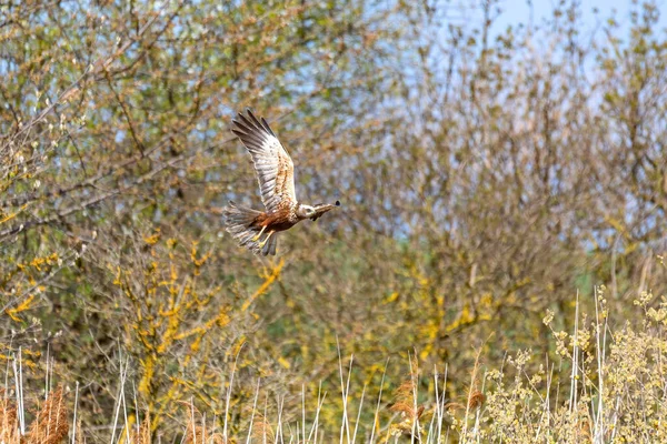 Harrier Des Marais Circus Aeruginosus Oiseaux Proie Nichant Printemps Près — Photo