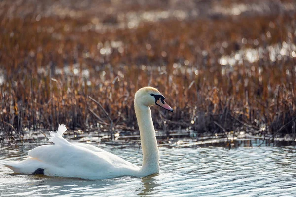 Wild Bird Mute Swan Female Cygnus Olor Swim Spring Pond — Foto de Stock