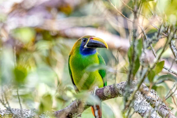 Szmaragdowy Tukan Aulacorhynchus Prasinus Mały Tukan Piękny Ptak San Gerardo — Zdjęcie stockowe