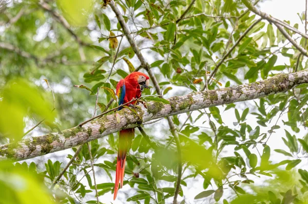 Guacamayo Escarlata Ara Macao Encaramado Árbol Quepos Vida Silvestre Observación — Foto de Stock