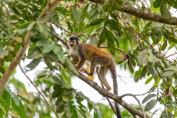 Central American Squirrel Monkey Saimiri Oerstedii Quepos Costa Rica Wildlife — стоковое фото