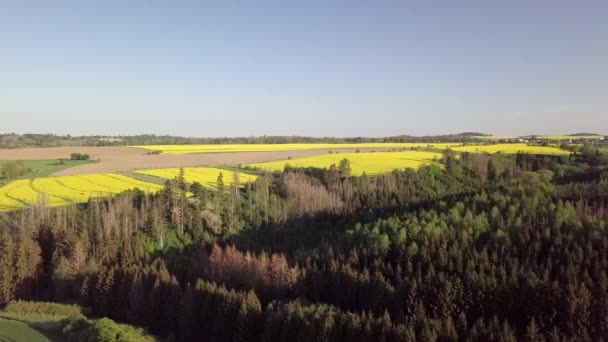 드론은 노란색 들판을 시골길을 다닙니다 지역이죠 꽃피는 카놀라 공중에서 아름다운 — 비디오