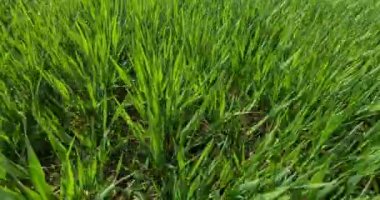 Kamera taze yeşil çimlerin ya da tarladaki buğdayların arasında ilerliyor. Yaz ve yaz konsepti. Düşük açılı el kamerası alçak açı sabit atış.