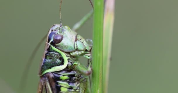 Detail Krmení Hmyzu Ropel Bush Cvrček Metrioptera Roeselii Usazeného Zeleném — Stock video