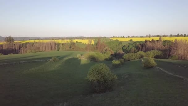 Dron Lítá Nad Krajinou Žlutým Polem Řepky Kopcovitá Oblast Lesem — Stock video