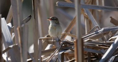 Sazlıkların üzerinde oturan küçük ötücü kuş Sedge warbler (Acrocephalus schoenobaenus). Doğal ortamında öten küçük bir kuş. Bahar geldi. Çek Cumhuriyeti, Avrupa yaban hayatı