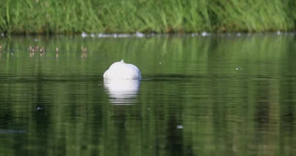野生の鳥ミュート白鳥 シグナスの色 反射して池の上で春に泳ぐ チェコ共和国ヨーロッパの野生動物 — ストック動画