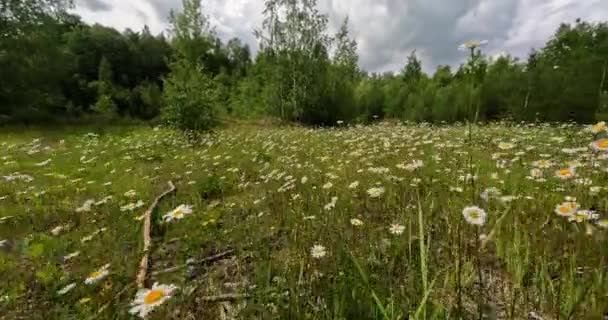 夏の畑にデイジー 草原の夏の植物の背景 春の風景のコンセプト — ストック動画