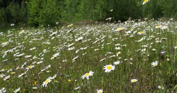 Sommarfält Med Prästkragar Äng Sommar Flora Bakgrund Vårlandskapets Koncept — Stockvideo