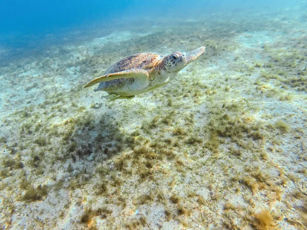 Beautiful Big Adult Green Sea Turtle Chelonia Mydas Swim Red — Stockfoto