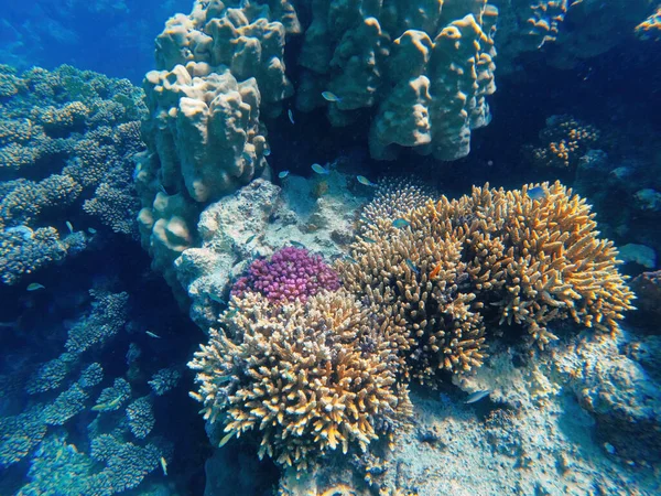 Underwater Landscape Beautiful Diversity Colorful Coral Reef Garden Fish Amazing — Stock Photo, Image