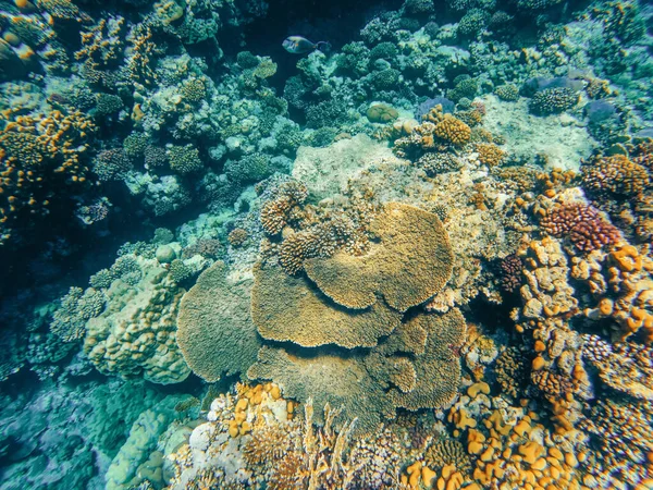 Underwater Landscape Beautiful Diversity Colorful Coral Reef Garden Fish Amazing — Stock fotografie