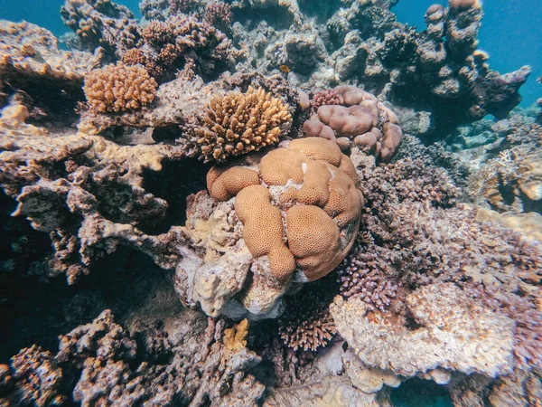 Підводний Пейзаж Прекрасне Розмаїття Барвистих Коралових Рифів Риб Дивовижному Червоному — стокове фото