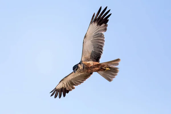 Marsh Harrier Circus Aeruginosus Volare Cacciare Sul Cielo Blu Uccelli — Foto Stock