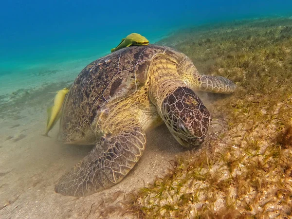 Piękny Dorosły Zielony Żółw Morski Chelonia Mydas Wypasający Się Dnie — Zdjęcie stockowe