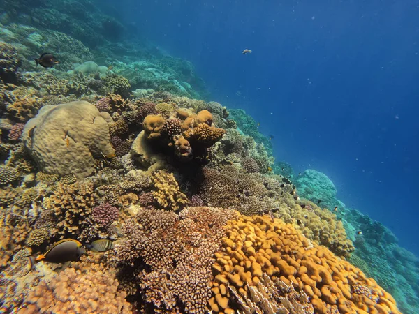 Paisagem Subaquática Bela Diversidade Jardim Recifes Coral Colorido Peixes Mar — Fotografia de Stock