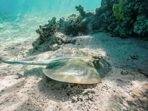 Bluespotted Ribbontail Rochen Taeniura Lymma Arten Von Stachelrochen Roten Meer — Stockfoto