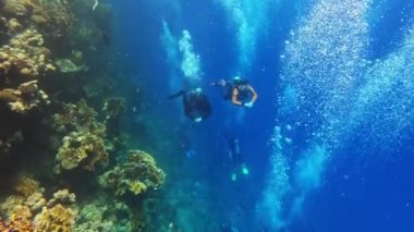 Group of unidentifiable divers exploring a hard coral reef garden in the Red Sea, Marsa Alam, Egypt