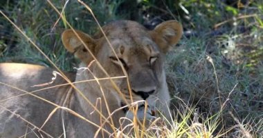 Genç aslan (Panthera leo) doğal yaşam alanı Savuti oyun parkında yelesi olmadan. Botswana Afrika safarisi vahşi yaşam