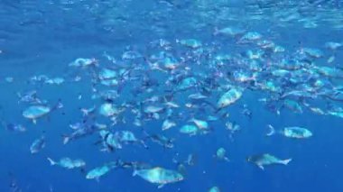 Okyanusta mercan resifinin yanında mavi tropikal çizgili balık sürüsü. Caesio Striata (Çizgili Piyade) Kızıl Deniz 'de derin sularda yüzüyor. Marsa Alam, Mısır