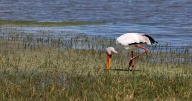 Hunting bird Yellow-billed stork (Mycteria ibis) in marshland, Moremi game reserve Botswana, Africa wildlife