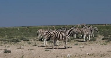 Herd of Burchell's zebra in african savana, Etosha national Park, Namibia Africa wildlife wildlife safari